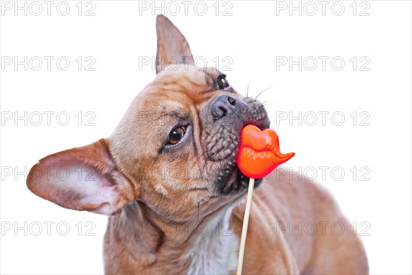 Red fawn French Bulldog dog trying to eat red kiss lips photo prop in front of white background