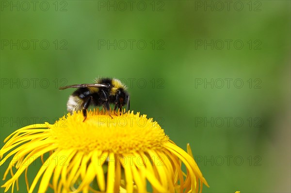 Large earth bumblebee