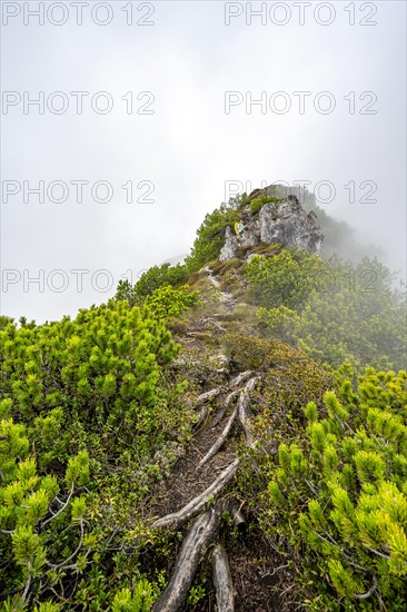 Mountaineer on the foggy ridge of the Katzenkopf covered with mountain pines