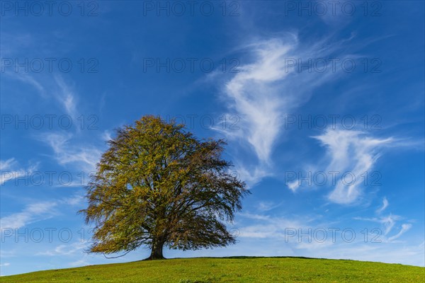 Common beech