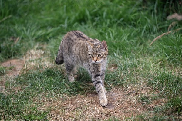 European wildcat