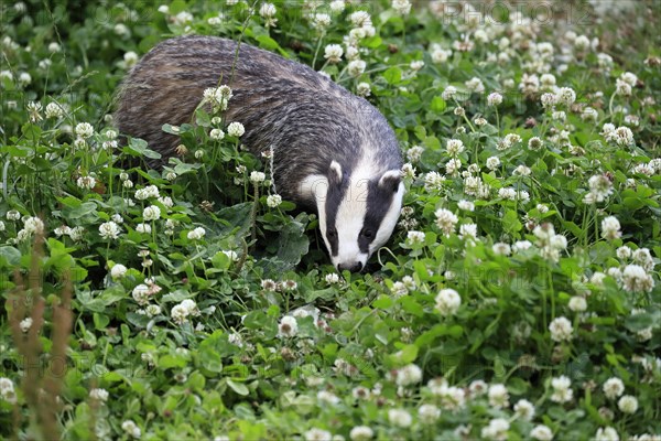 European badger