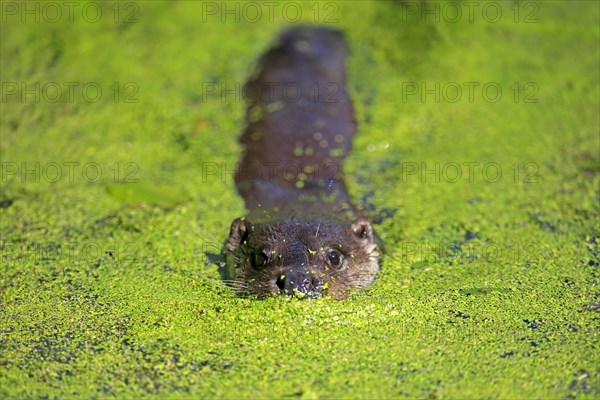 European otter