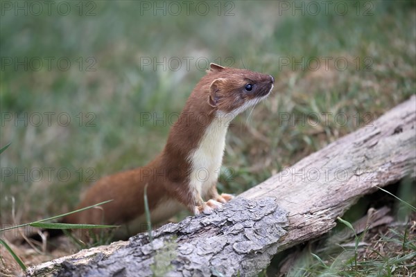 Ermine