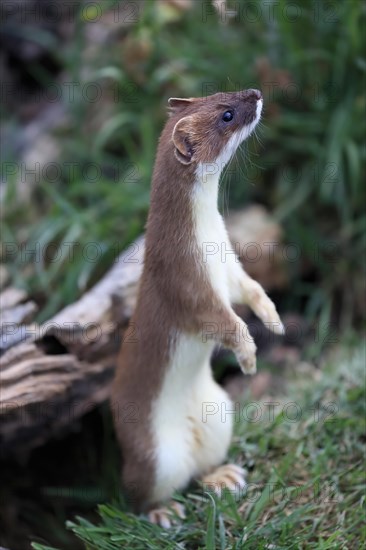 Ermine