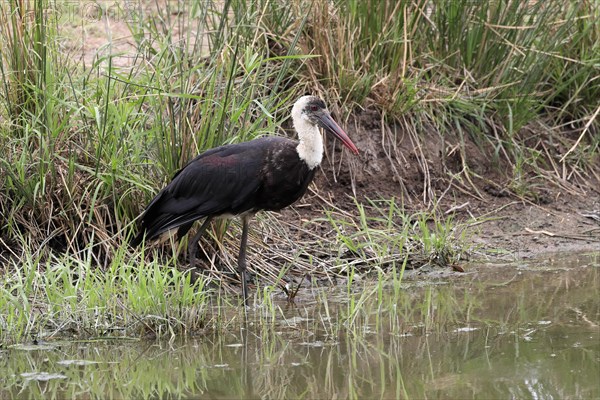 African Woolly-necked Stork