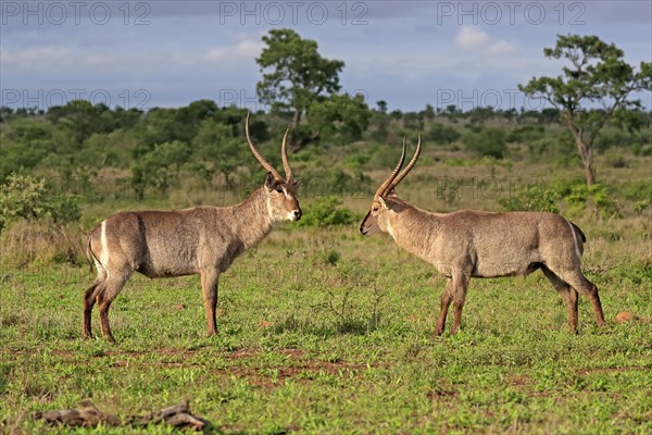 Ellipsen waterbuck