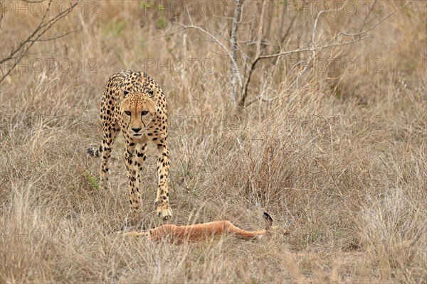 Cheetah