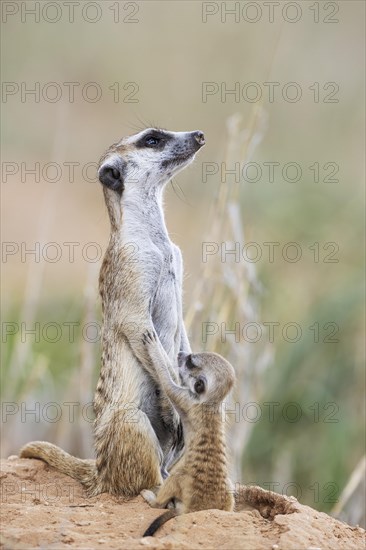 Suricate