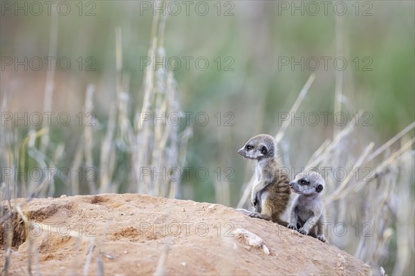 Suricate