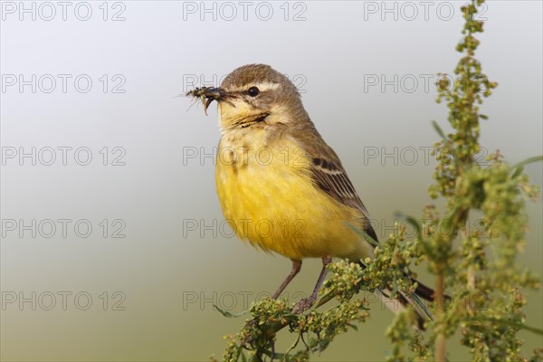 Blue-headed wagtail