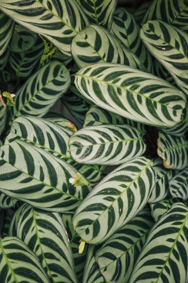 Seamless exotic pattern calathea makoyana peacock leaves