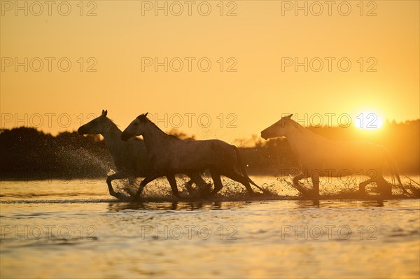 Camargue horses running through the water at sunrise