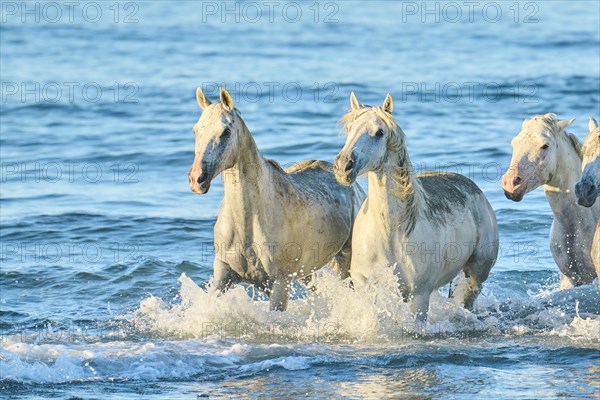 Camargue horses running out of the sea on a beach in morning light