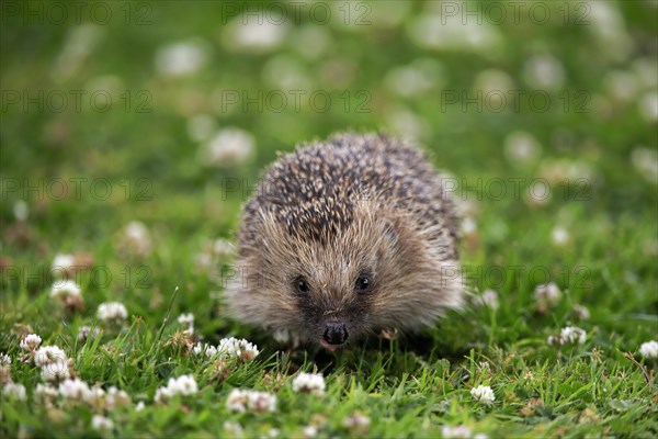 European hedgehog