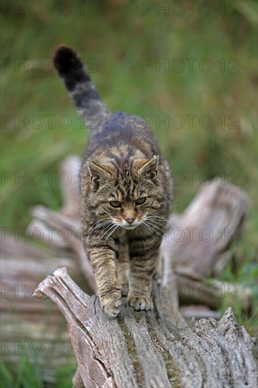 European wildcat