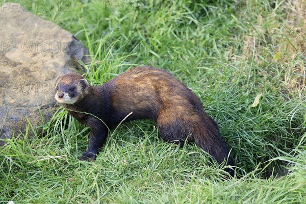 European polecat