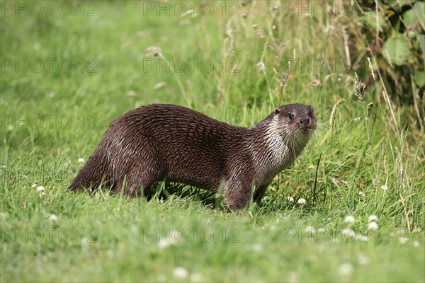 European otter