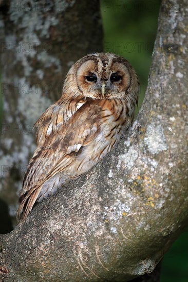 Tawny owl