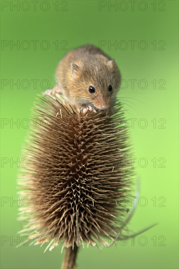 Eurasian harvest mouse