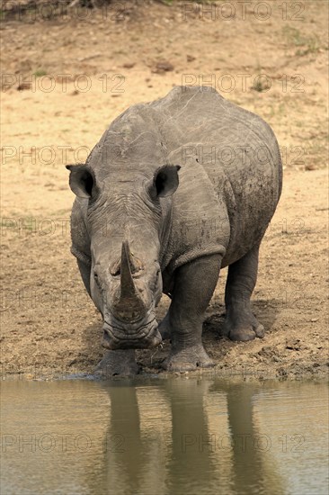 White rhinoceros