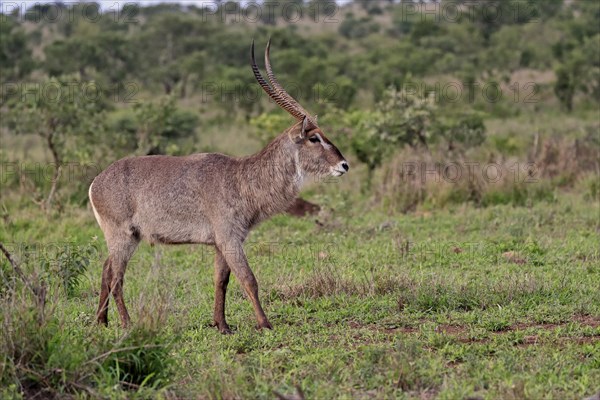 Ellipsen waterbuck