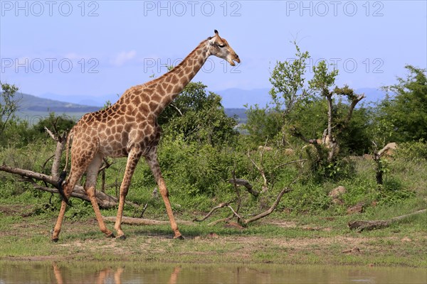 Southern giraffe