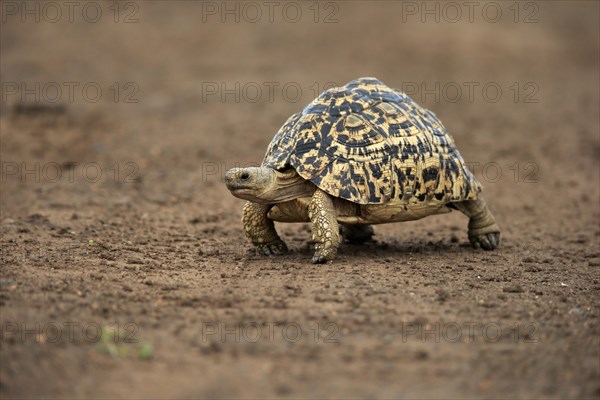 Leopard tortoise