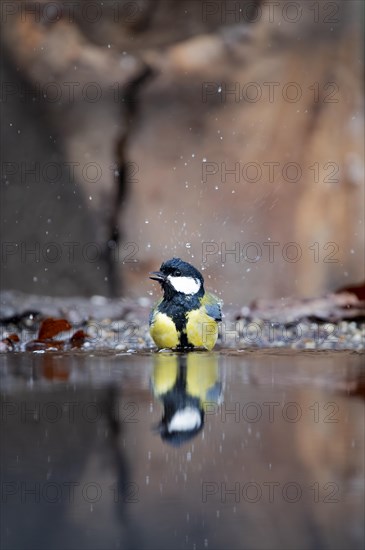 Great tit