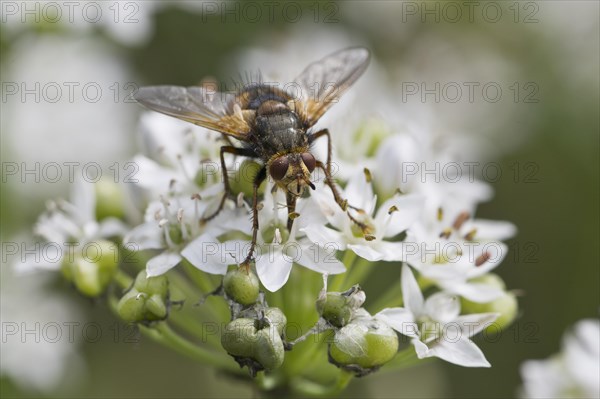 Hedgehog fly