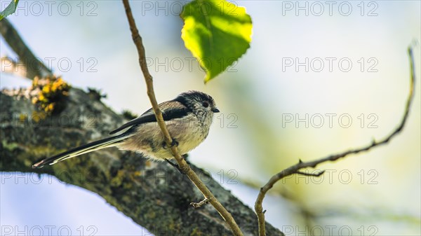 Long-tailed Tit