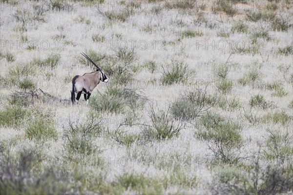 Gemsbok