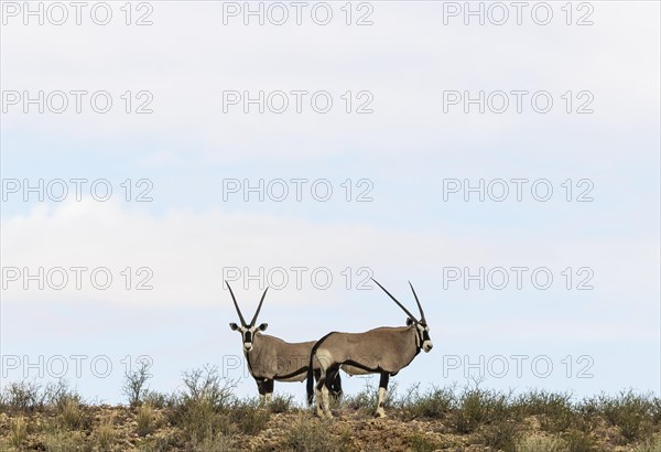 Gemsbok