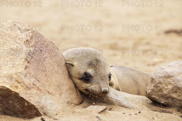 Cape Fur Seal