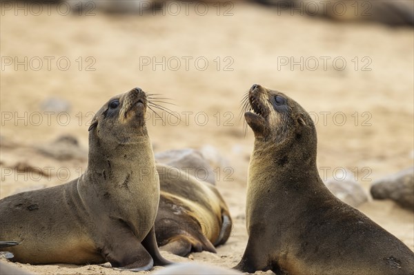 Cape Fur Seal