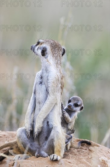 Suricate