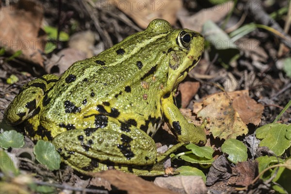 Green frog