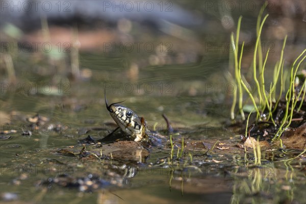 Grass snake