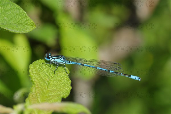 Azure damselfly