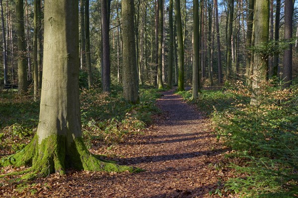 Forest path