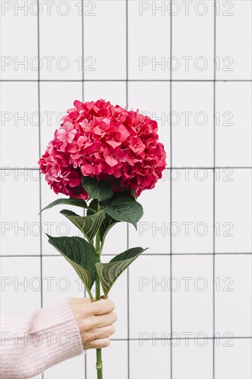 Close up hand holding large beautiful red hydrangea flower