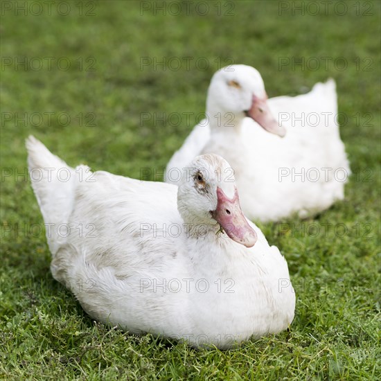 Cute white ducks sitting grass