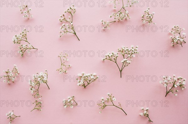 Variation little baby s breath flowers light pink background