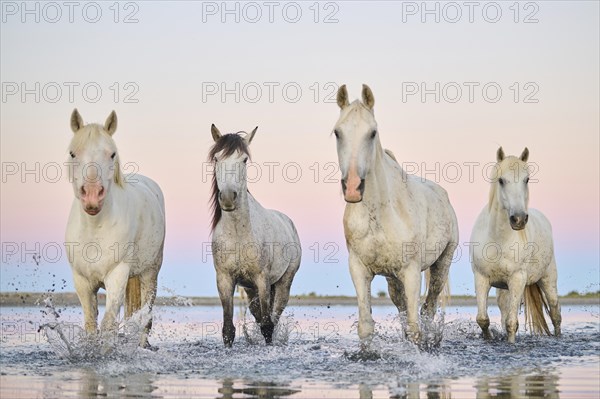 Camargue horses walking through the water at sunrise