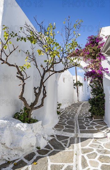 White Cycladic houses and purple bougainvillea