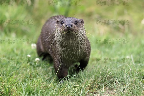 European otter