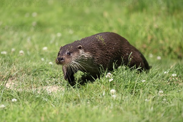 European otter