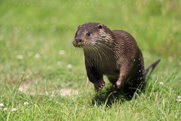 European otter