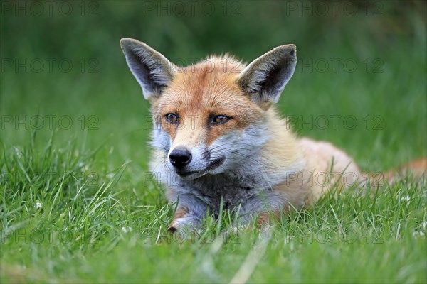 Red fox