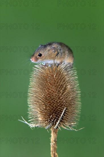 Eurasian harvest mouse